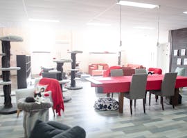 The Cat Lounge, multi-use area at Neko HQ, image 1